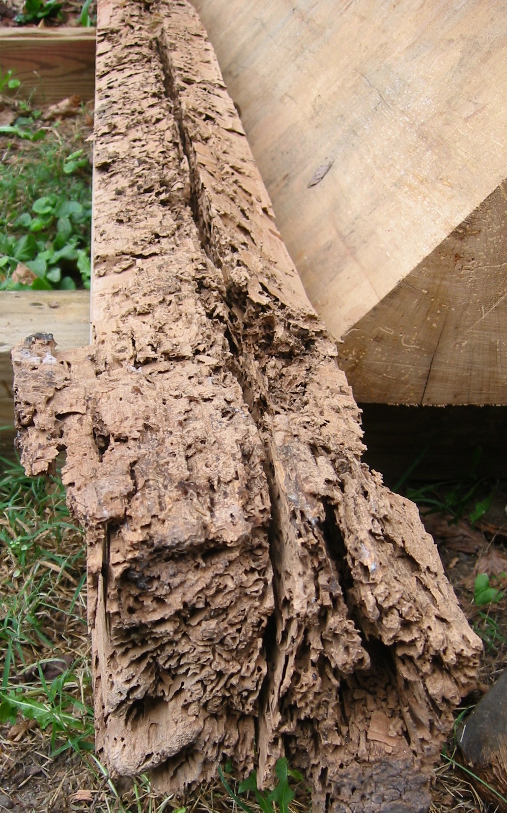 1188, 10/01/09: termite-ravaged core of summer beam