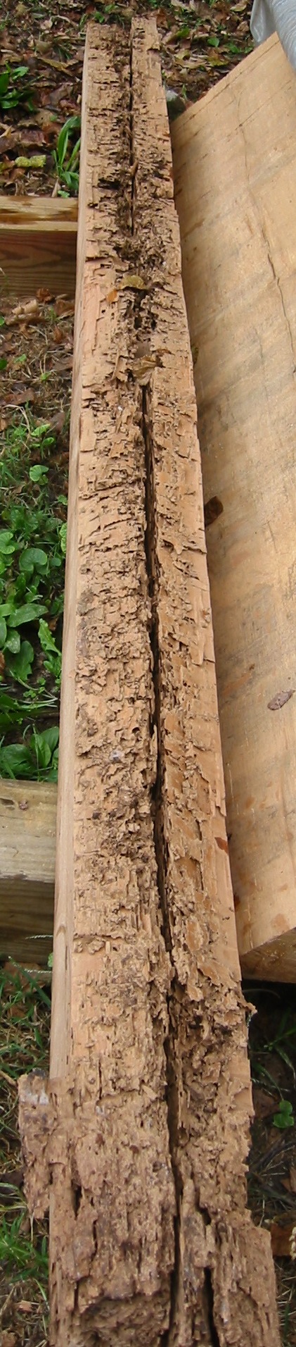 1189, 10/01/09: termite-ravaged core of summer beam