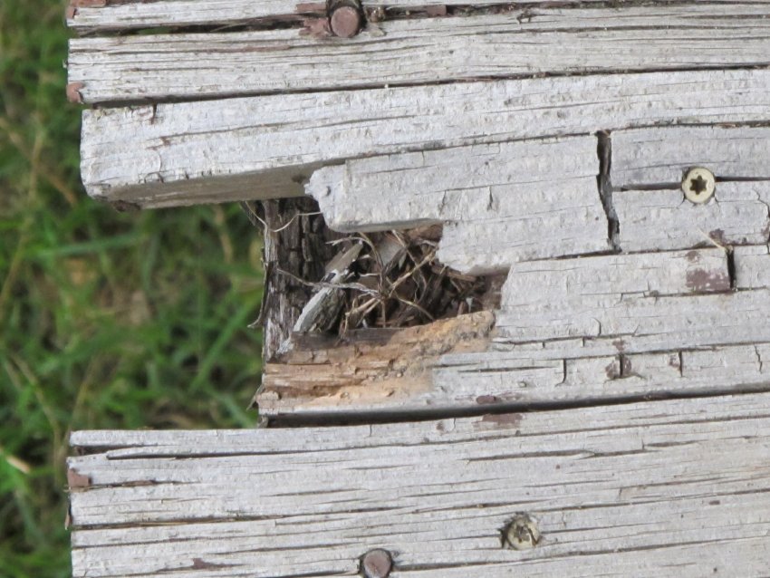 #18, 4179: deteriorated floor boards of 1930s porch