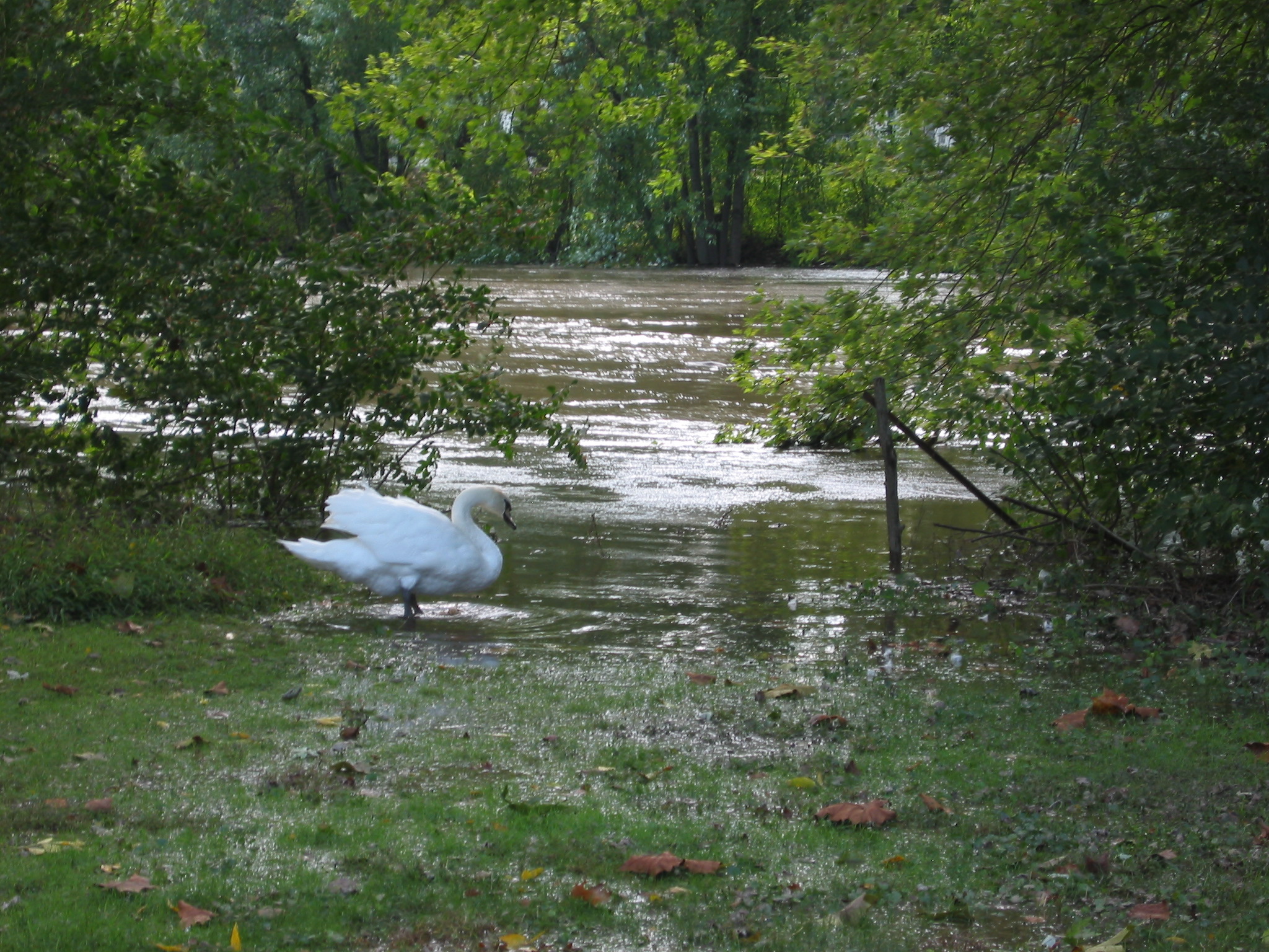 Schuylkill River levels at Morlatton Village, October 1, 2010 (image#2)