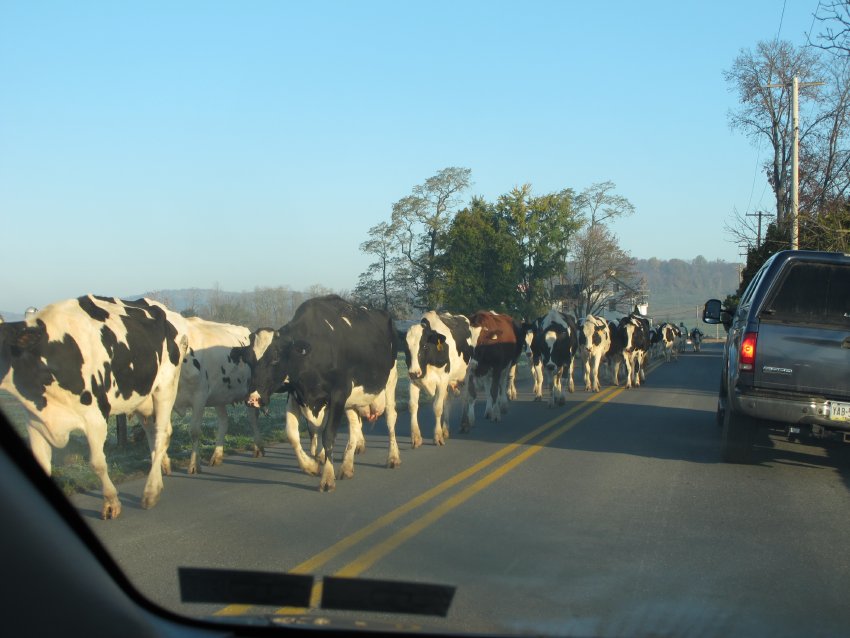 #10, 6734-Morning rush-hour on Lobachsville by-pass