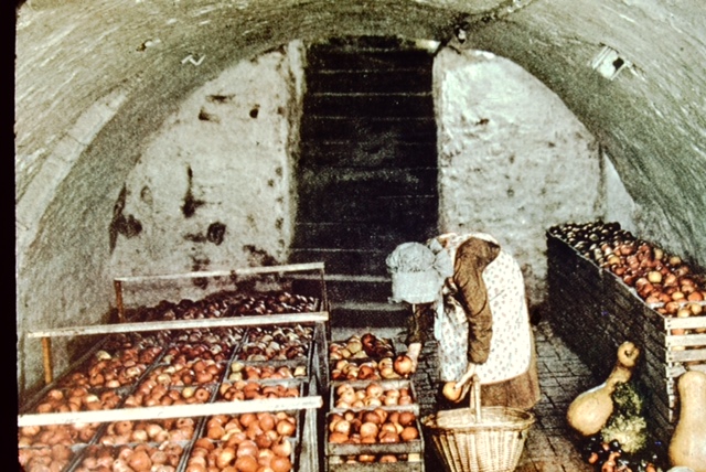 Apple Sorting in 1941 ground cellar near Gettysburg. Mennonite Woman
